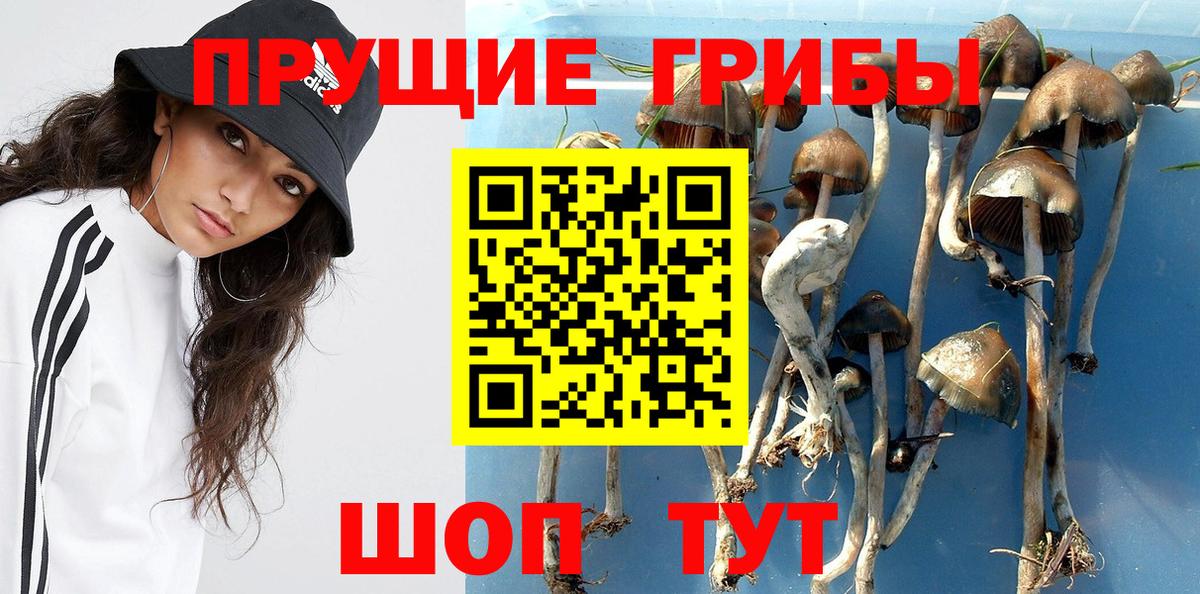 Псилоцибиновые грибы Psilocybine cubensis  где найти наркотики  Кызыл  Вход с VPN 